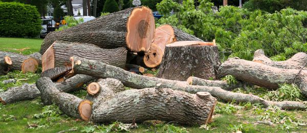 Large Tree Removal in Milford