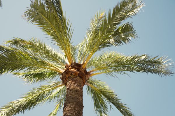 Palm Tree Removal in Milford