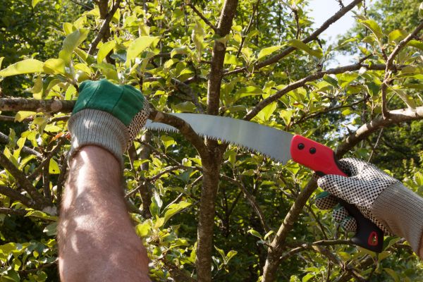 Small Tree Removal in Milford