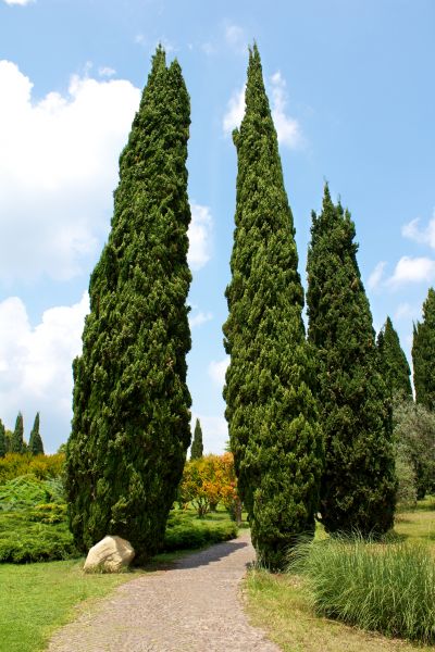 Cypress Tree Removal Service