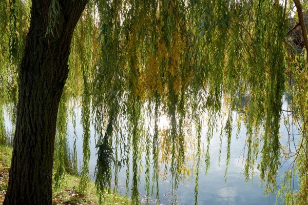 Willow Tree Removal Service