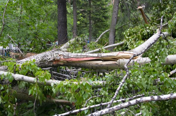 Birch Tree Removal Service