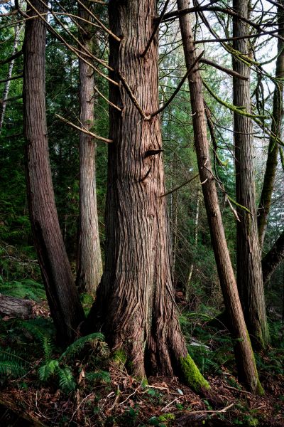 Cost of Cedar Tree Removal in Milford
