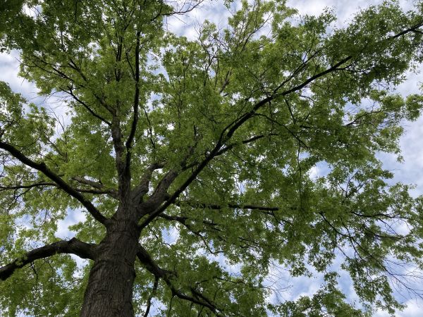 Cost of Oak Tree Removal in Milford