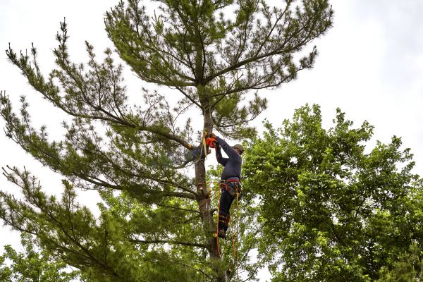 Cost of Pine Tree Removal in Milford