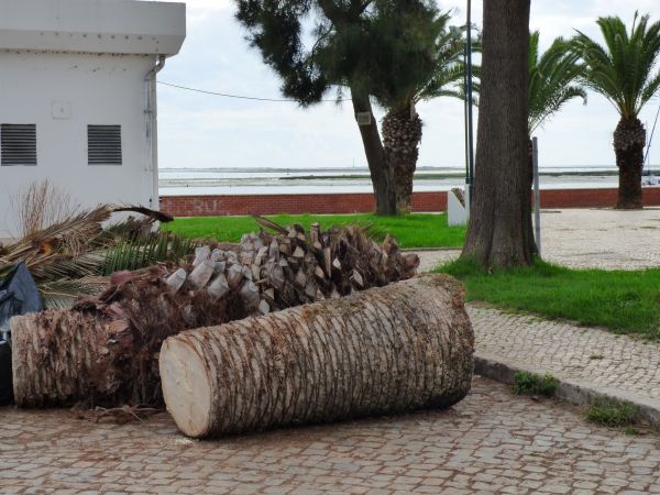 Palm Trees Removal in Milford