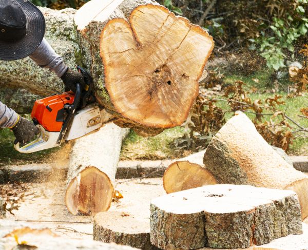 Tree Removal Service in Milford