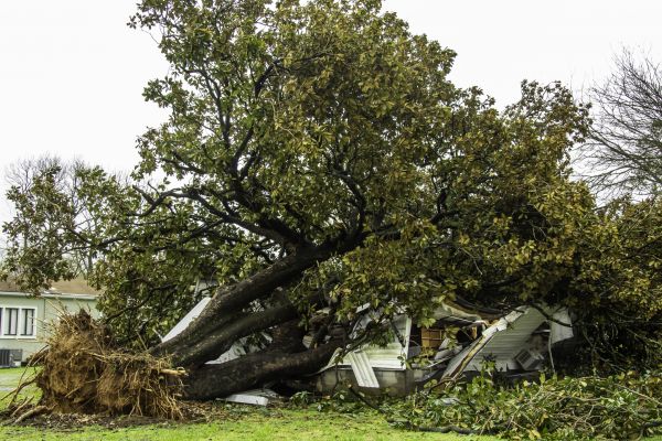 Fallen Tree Removal in Milford