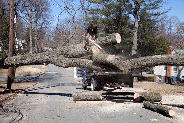 Residential Tree Removal Service