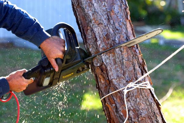 Dead Tree Removal in Milford