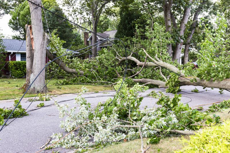 Fallen Tree in Commercial Area
