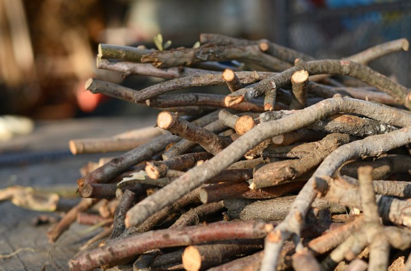 Hickory Tree Removal
